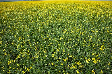 抢先体验4年后《幸福工厂》正式版9＆10推出